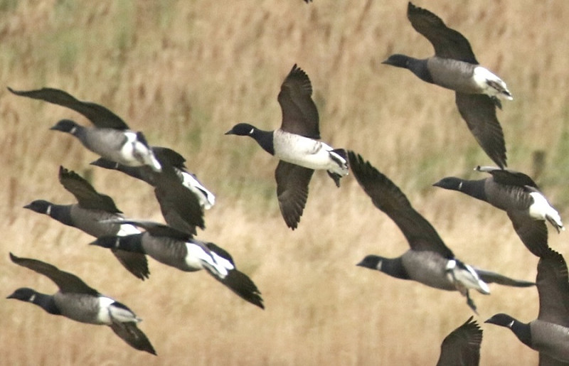 Pale-bellied Brent with Brents - Denise Shields.