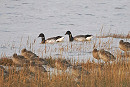 Pale-bellied Brents with Curlews - Harry Appleyard.