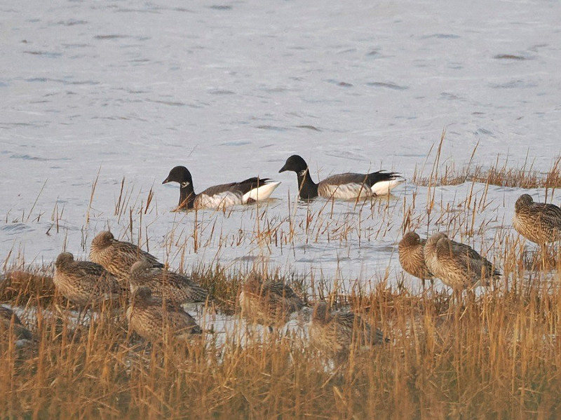 Pale-bellied Brents with Curlews - Harry Appleyard.