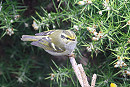 Pallas's Warbler - Thomas Willoughby.