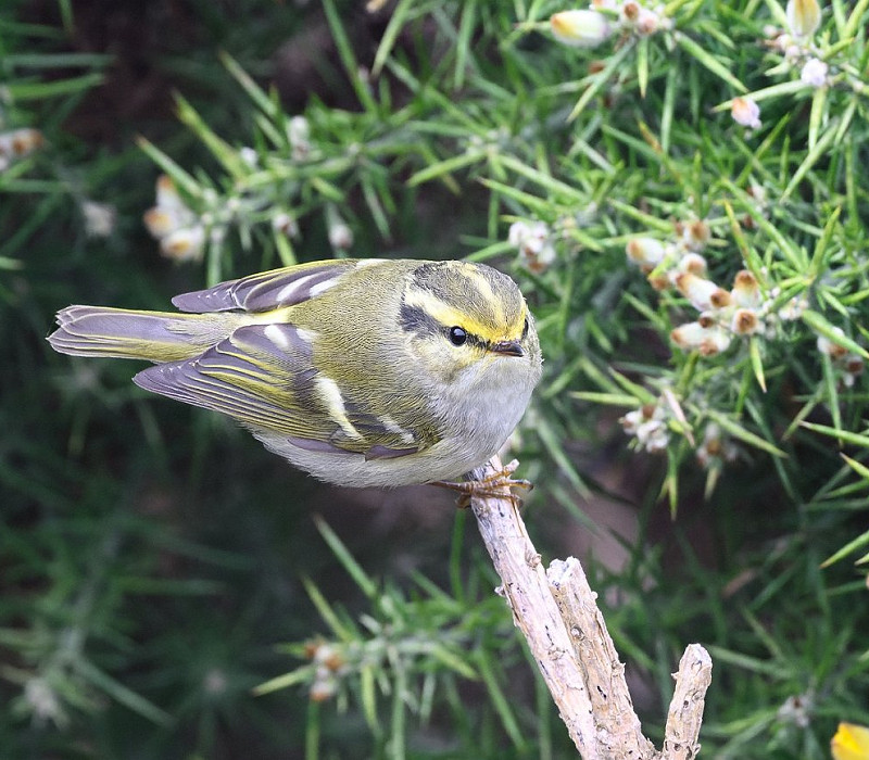 Pallas's Warbler - Thomas Willoughby.