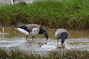 Pale-bellied Brent with a Dark-bellied Brent - Simon Jump.