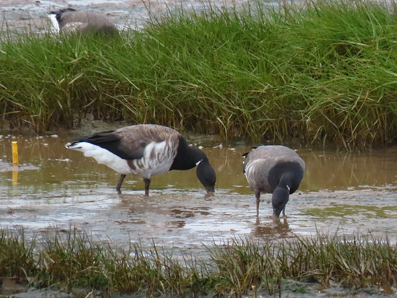 Pale-bellied Brent with a Dark-bellied Brent - Simon Jump.