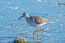 Lesser Yellowlegs - Paul Doherty.