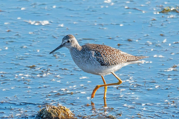 Bird sightings Sunday, 11 October 2026