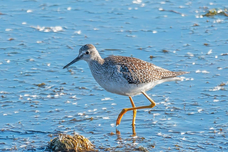 Lesser Yellowlegs - Paul Doherty.