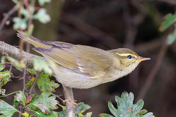 Arctic Warbler - Peter Sutton.