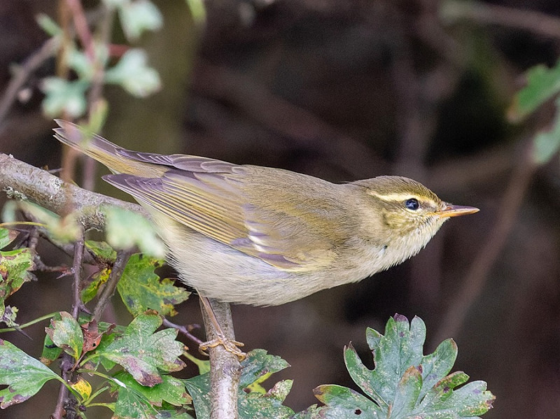 Arctic Warbler - Peter Sutton.