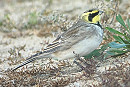 Shore Lark - Peter Webster.