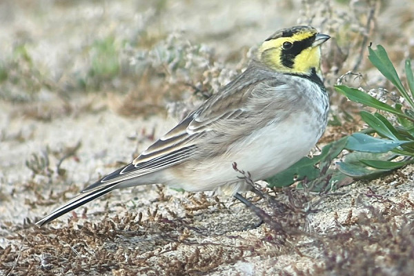 Shore Lark - Peter Webster.