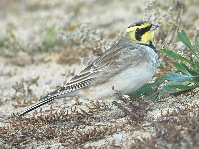 Shore Lark - Peter Webster.