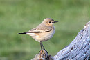 Isabelline Wheatear - Peter Sutton.