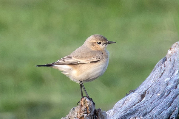 Isabelline Wheatear - Peter Sutton.