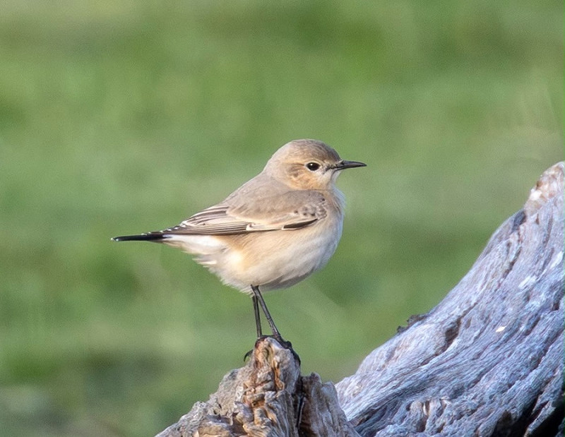 Isabelline Wheatear - Peter Sutton.