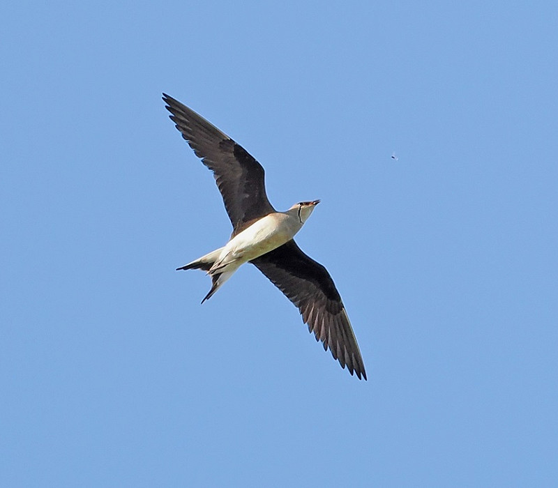 Black-winged Pratincole - Paul French. A previous record from a reliable observer didn't make the grade.