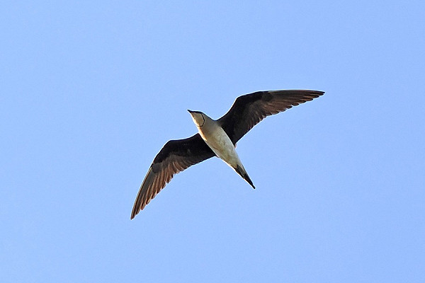 Black-winged Pratincole - Paul French.