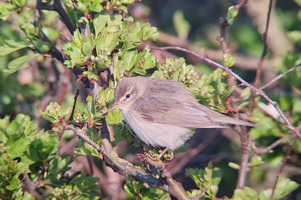 Willow Warbler. Paul French. The generally cold greyer tones lacking yellow suggest an 'acredula' race bird.'
