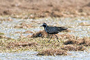 Pacific Golden Plover - John Hewitt.