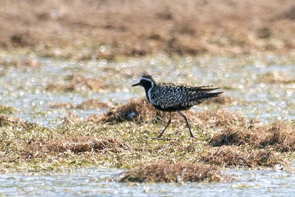 Bird sightings Saturday, 04 July 2026
