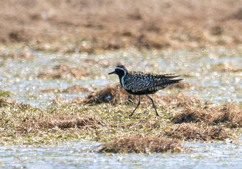 Pacific Golden Plover - John Hewitt.