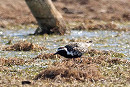 Pacific Golden Plover - John Hewitt.