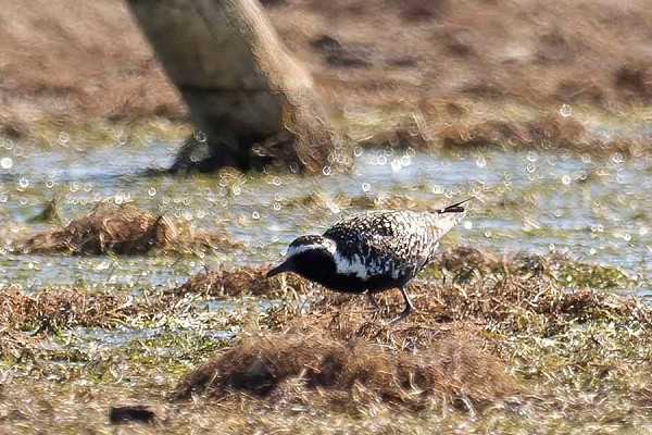 Pacific Golden Plover - John Hewitt.