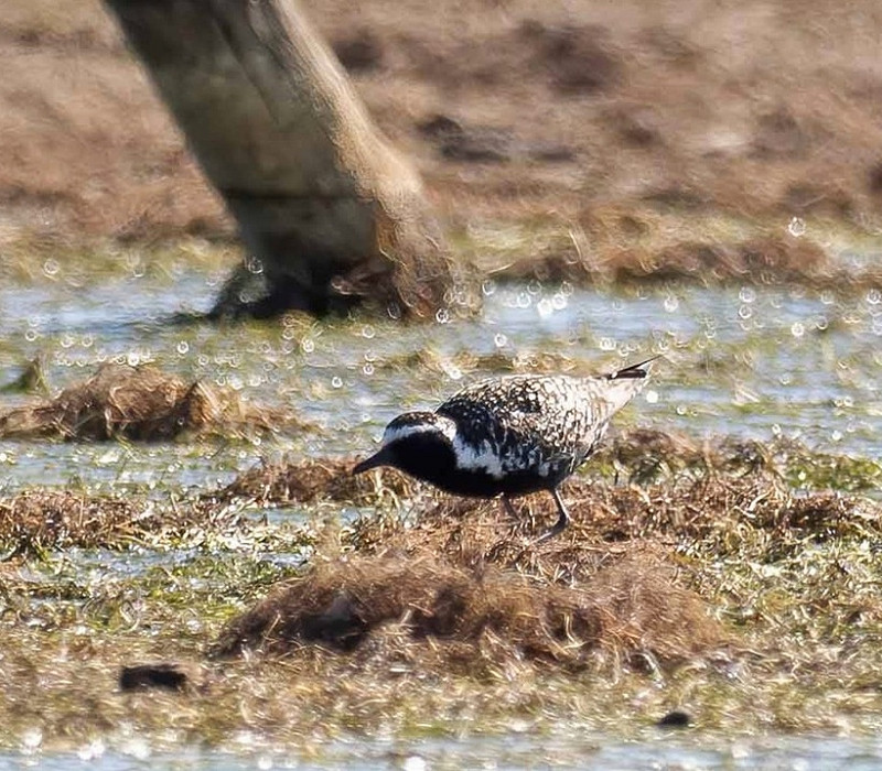 Pacific Golden Plover - John Hewitt.