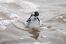 Red-necked Phalarope - Phil Woolen,