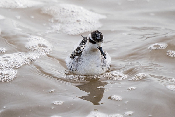 Red-necked Phalarope - Phil Woolen,