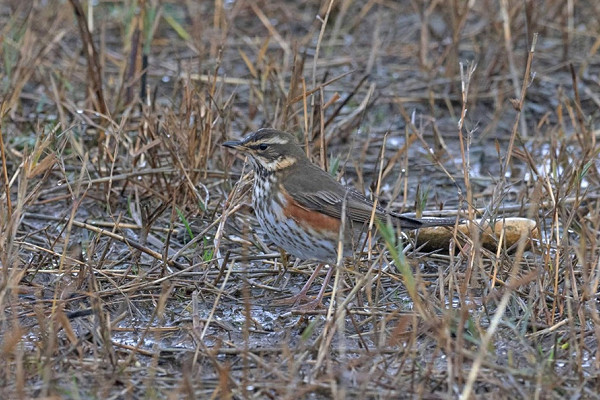Redwing - John Hewitt.