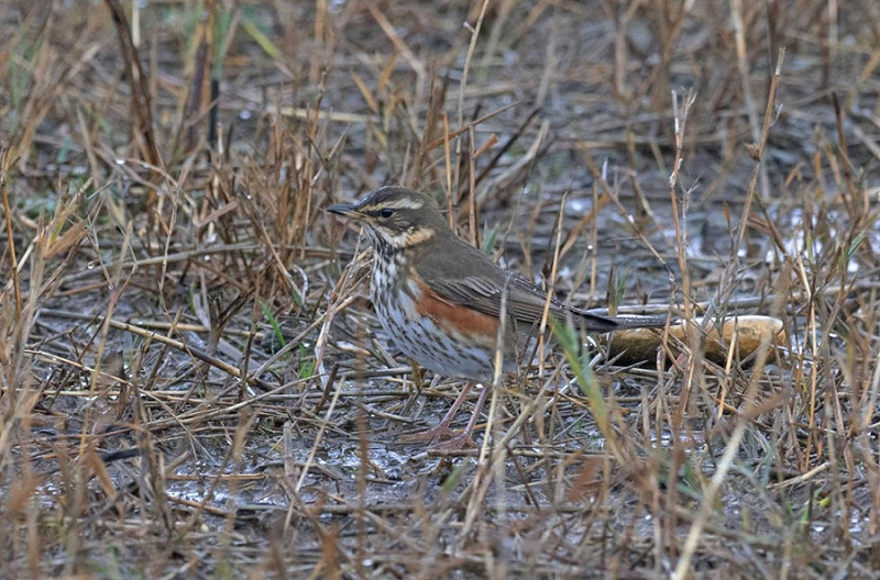 Redwing - John Hewitt.