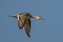 Pintail - Gary Vause.