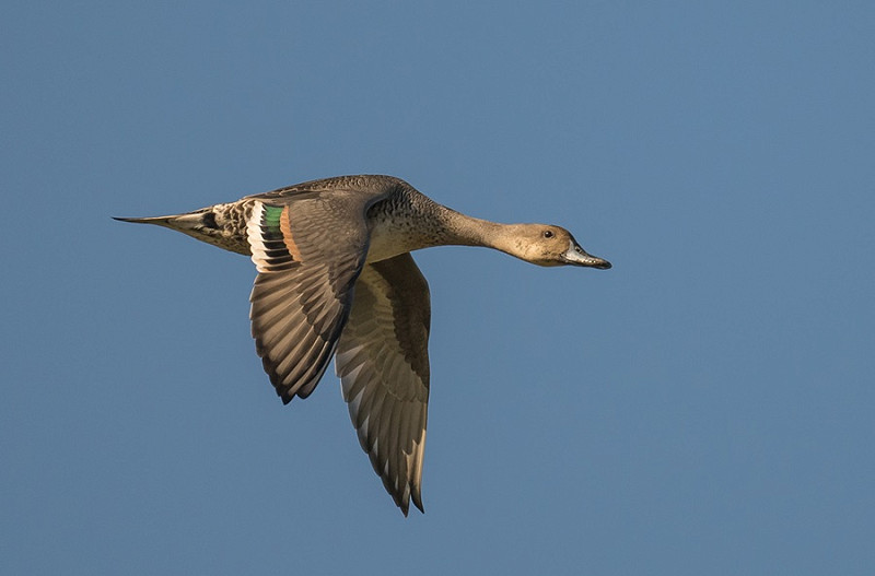 Pintail - Gary Vause.