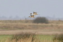 Pintails - Denise Shields.