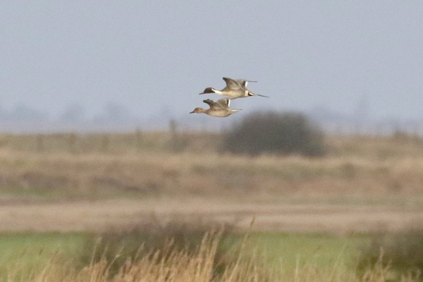 Pintails - Denise Shields.