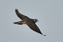 Peregrine - Paul Willoughby.