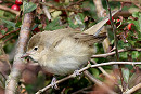 Garden Warbler - Paul Lawrence.