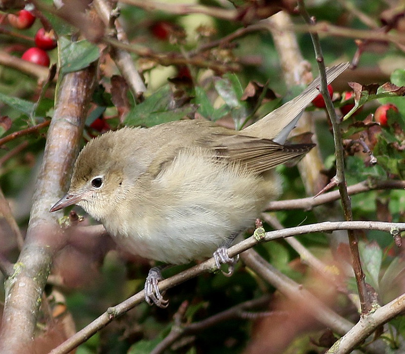 Garden Warbler - Paul Lawrence.