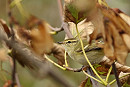 Yellow-browed Warbler - Paul Lawrence.