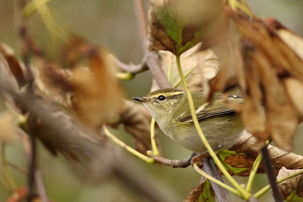 Bird sightings Saturday, 26 September 2026