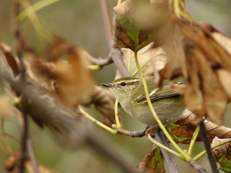 Yellow-browed Warbler - Paul Lawrence.