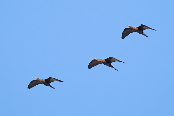 Glossy Ibis - Paul French.  Tracked down the coast from Hartlepool the previous day, roosting at Hornsea from where they continued the journey south to Spurn.