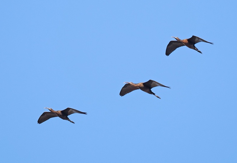 Glossy Ibis - Paul French.  Tracked down the coast from Hartlepool the previous day, roosting at Hornsea from where they continued the journey south to Spurn.