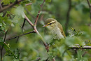 Arctic Warbler - Paul French..