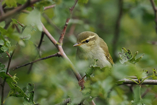 Arctic Warbler - Paul French..