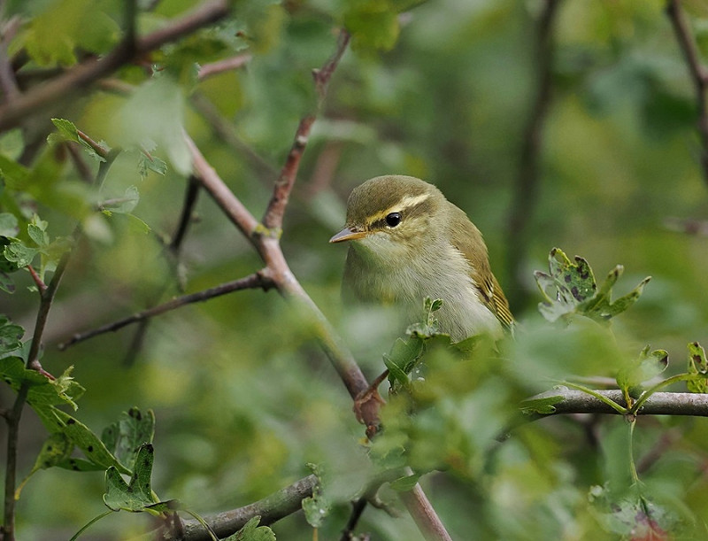 Arctic Warbler - Paul French..