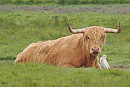 Cattle Egret with Highland Coo - Paul French.