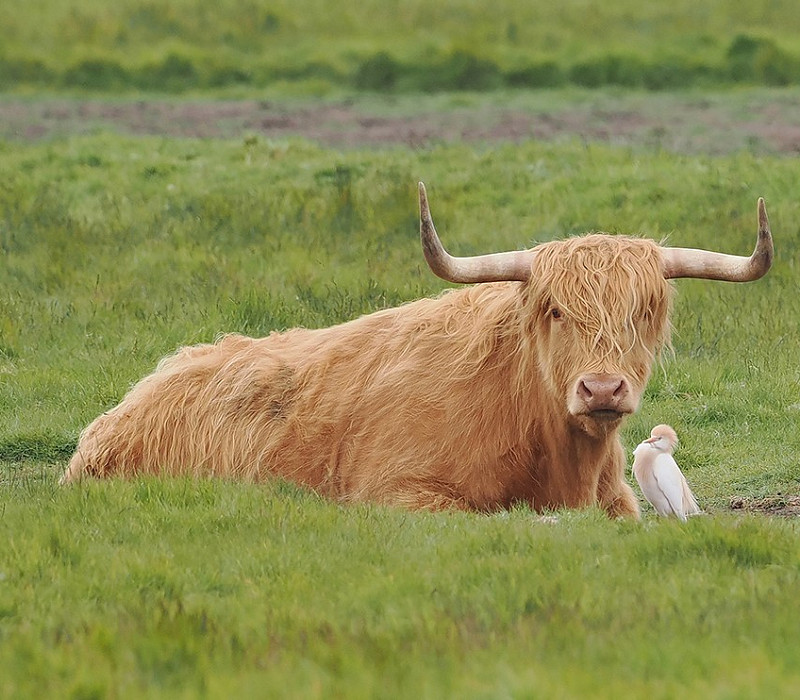 Cattle Egret with Highland Coo - Paul French.