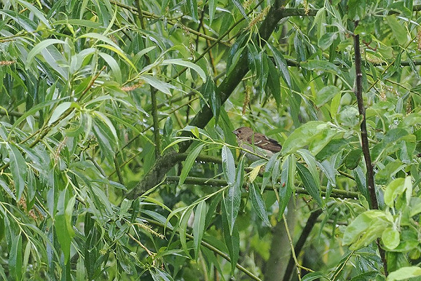 Bird sightings Monday, 02 June 2025