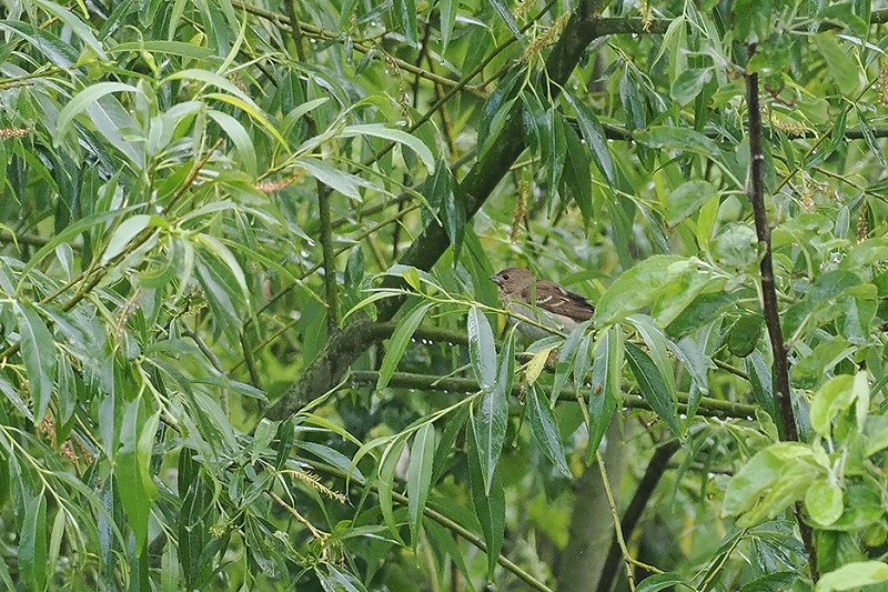 Common Rosefinch - Paul French.